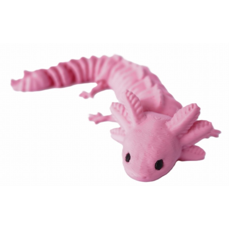 segmentowany aksolotl
