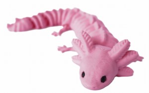 segmentowany aksolotl